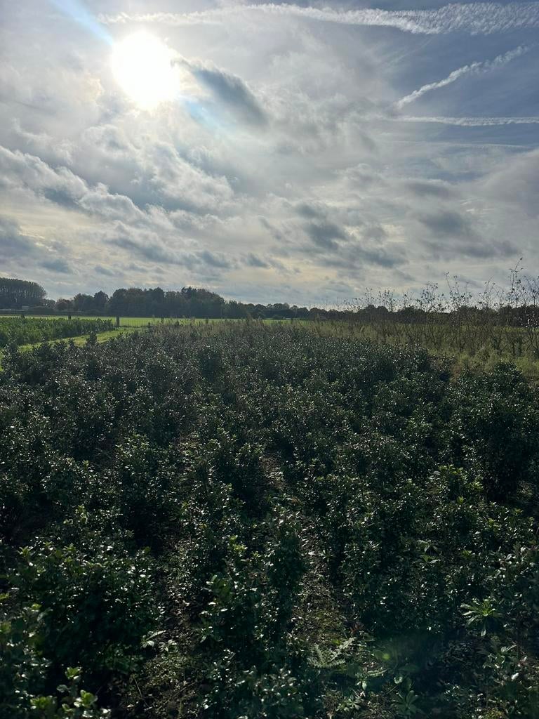 Ilex Meserv. ‘Blue prince’ (amerikaanse hulst), Tuin en Terras, Planten | Struiken en Hagen, Struik, Hulst, 100 tot 250 cm, Ophalen