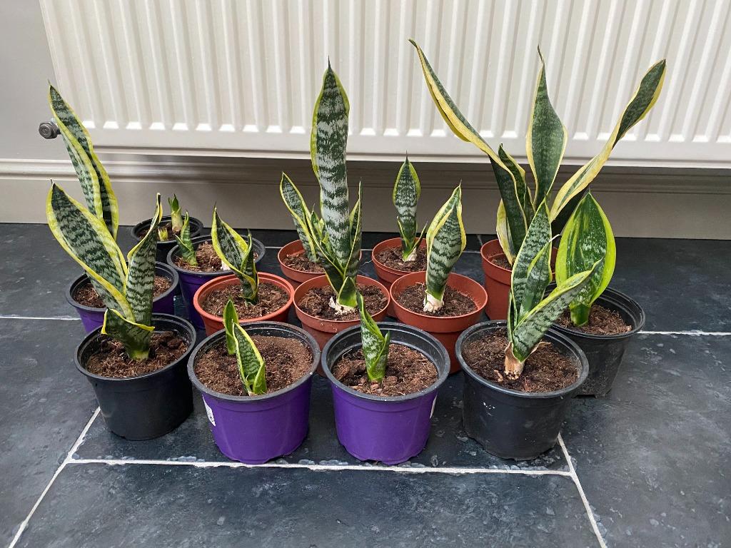 Uitkiezen: Sanseveria/vrouwentongen, 2 euro/st, eigen kweek, Huis en Inrichting, Kamerplanten, Ophalen, Overige soorten, Halfschaduw