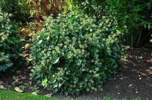 Overstock Hedera arborescens Struikklimop 20/30 Pot 1.5L, Tuin en Terras, Ophalen, Overige soorten, Struik, Minder dan 100 cm