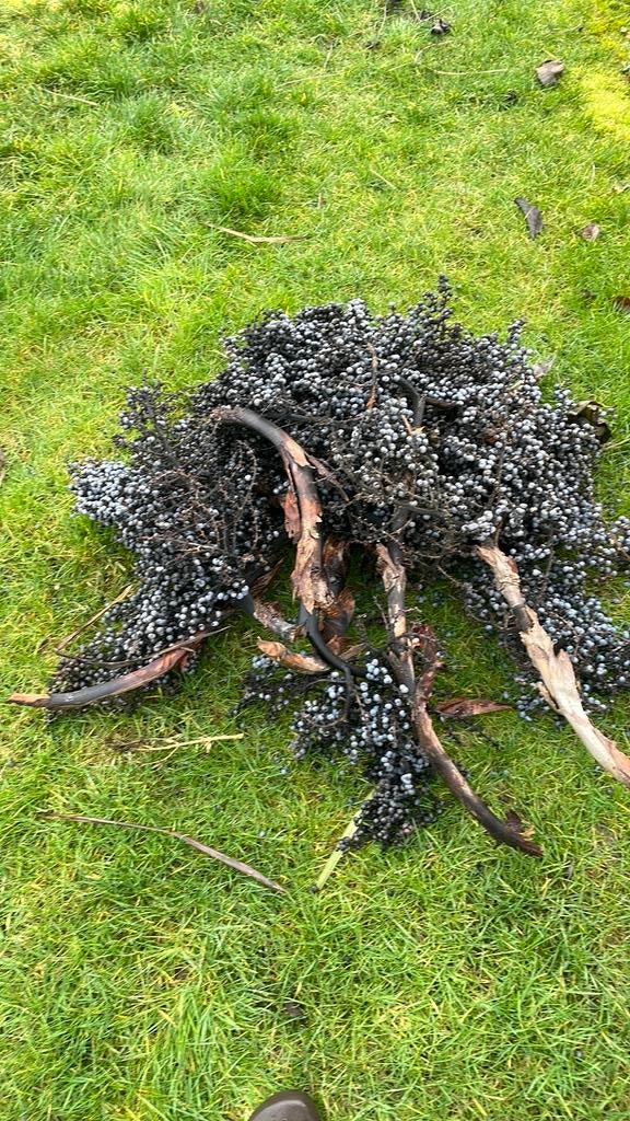 Zaad trachycarpus fortunei, Tuin en Terras, Ophalen