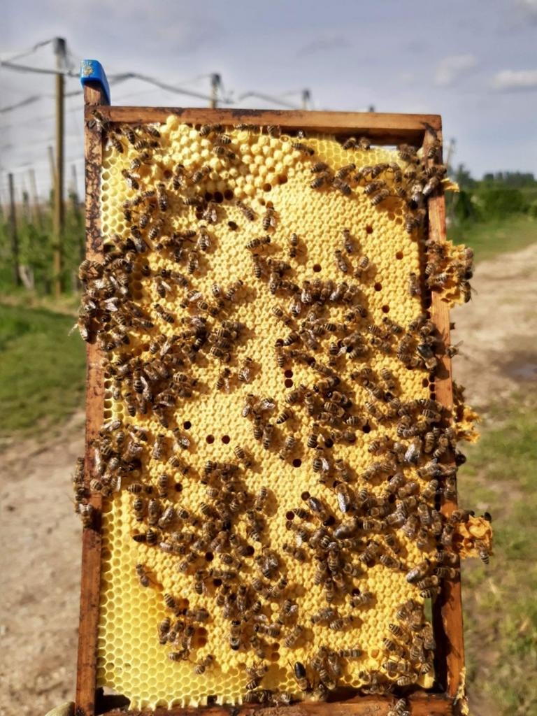 Leuke bijenvolken., Abeilles