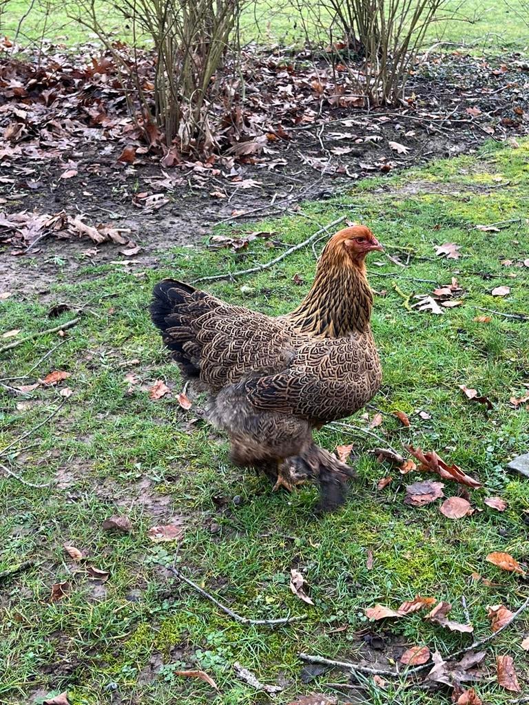 Brahma, Animaux & Accessoires, Plusieurs animaux, Poule ou poulet
