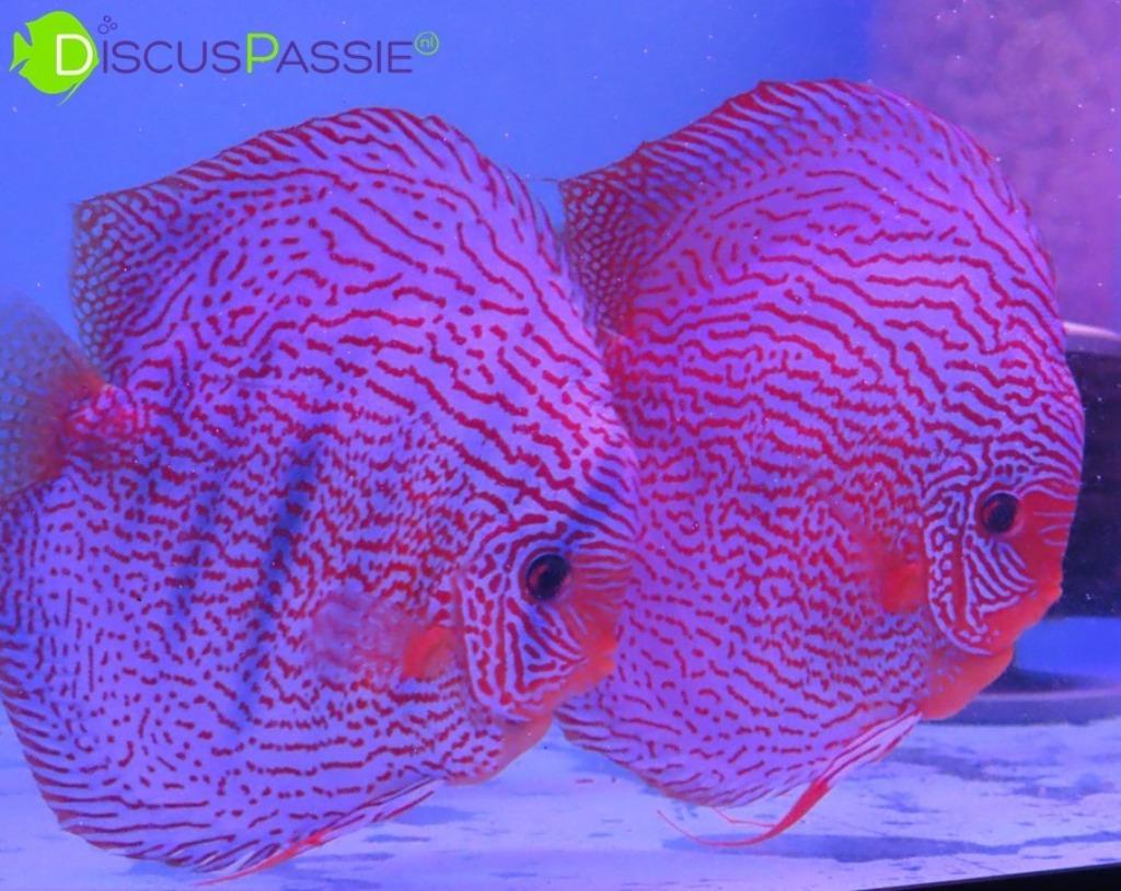 ++EXCLUSIEVE WEISSFLOG DISCUS++ Discusvissen topkwaliteit++, Dieren en Toebehoren, Vissen | Aquariumvissen, Vis, Zoetwatervis