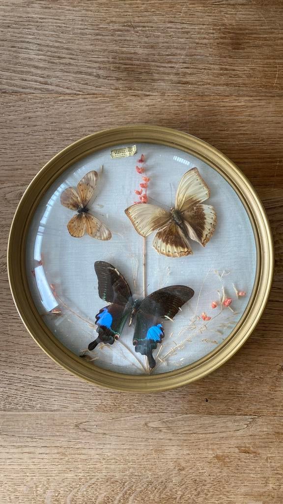Vlinders in lijst / taxidermi, Ophalen