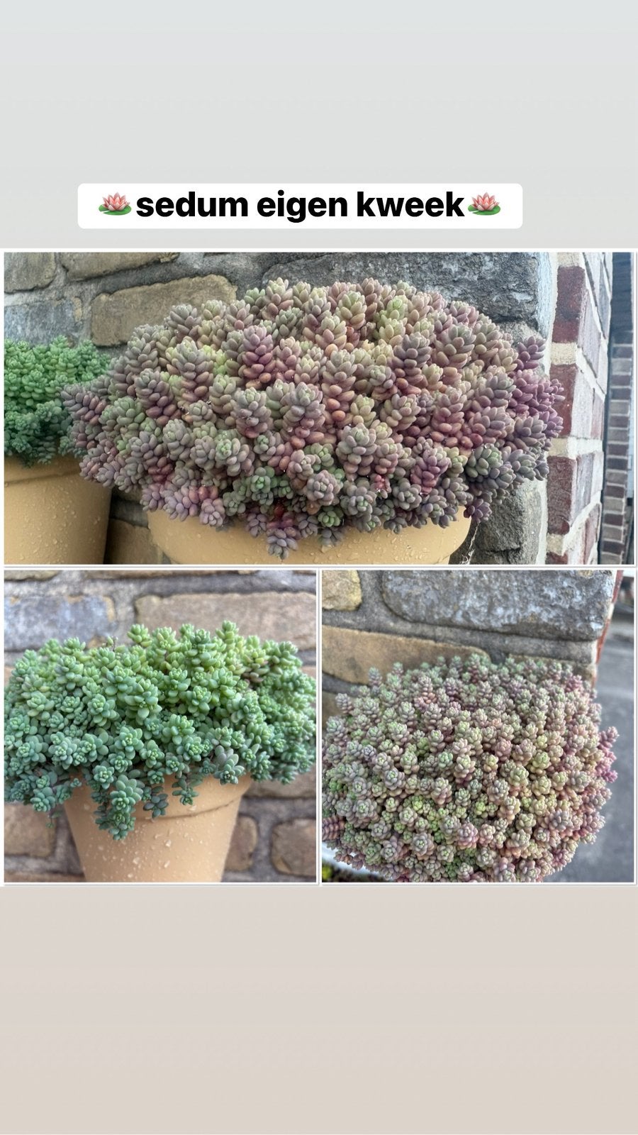 Sedum Eigen kweek ️perfect tegen hitte️, Tuin en Terras, Planten | Tuinplanten, Zomer, Ophalen