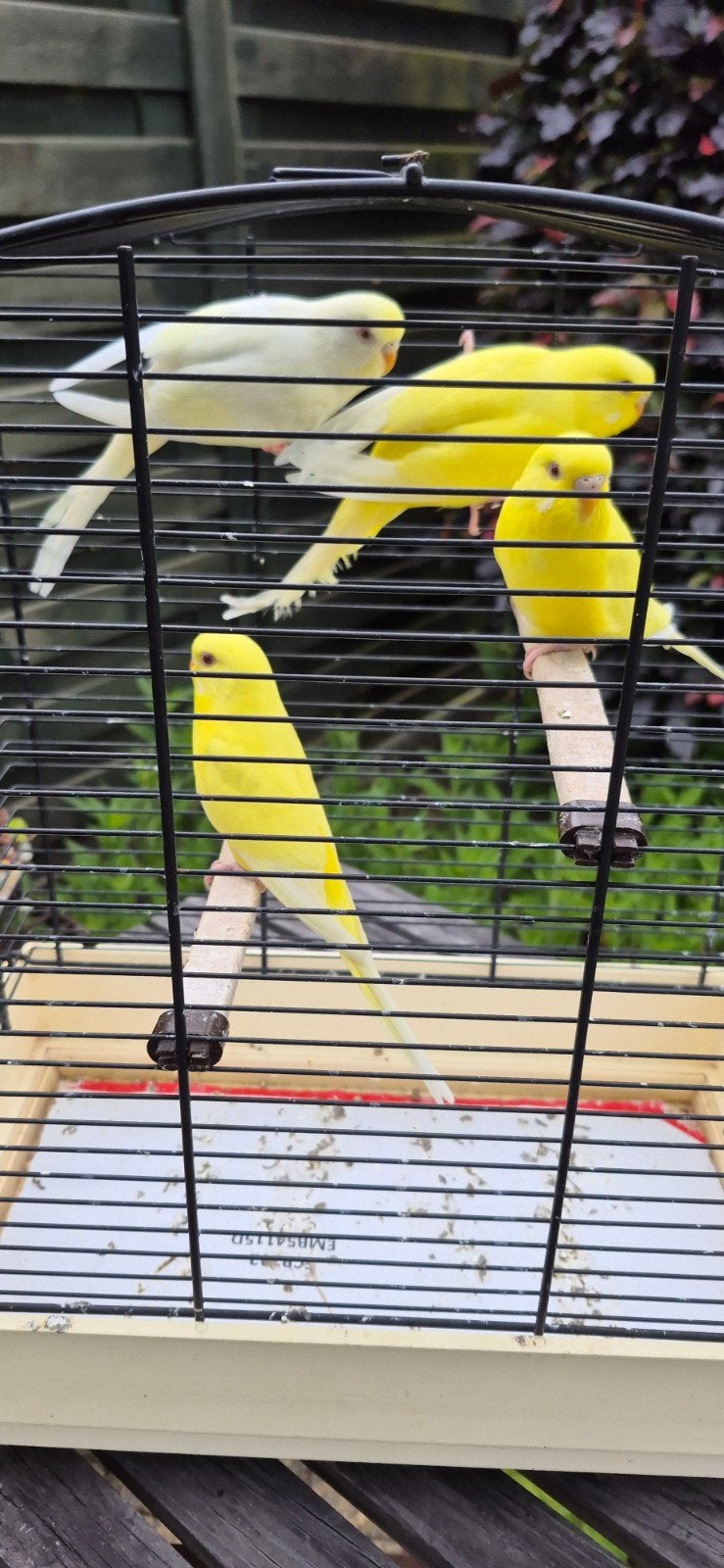 grasparkieten Intensief geel. Lutino., Dieren en Toebehoren, Vogels | Parkieten en Papegaaien
