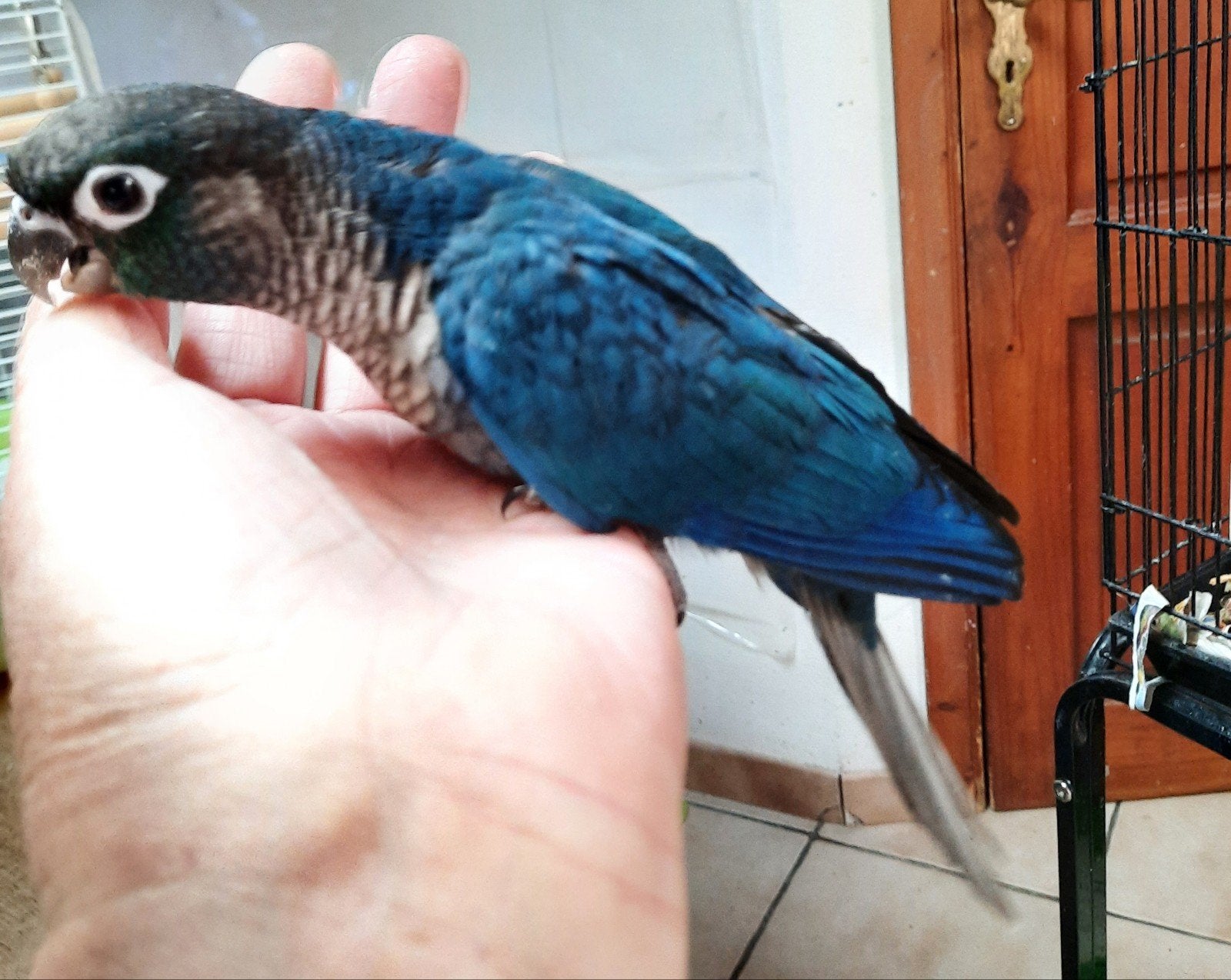 Conure molinae eam, Animaux & Accessoires, Oiseaux | Perruches & Perroquets