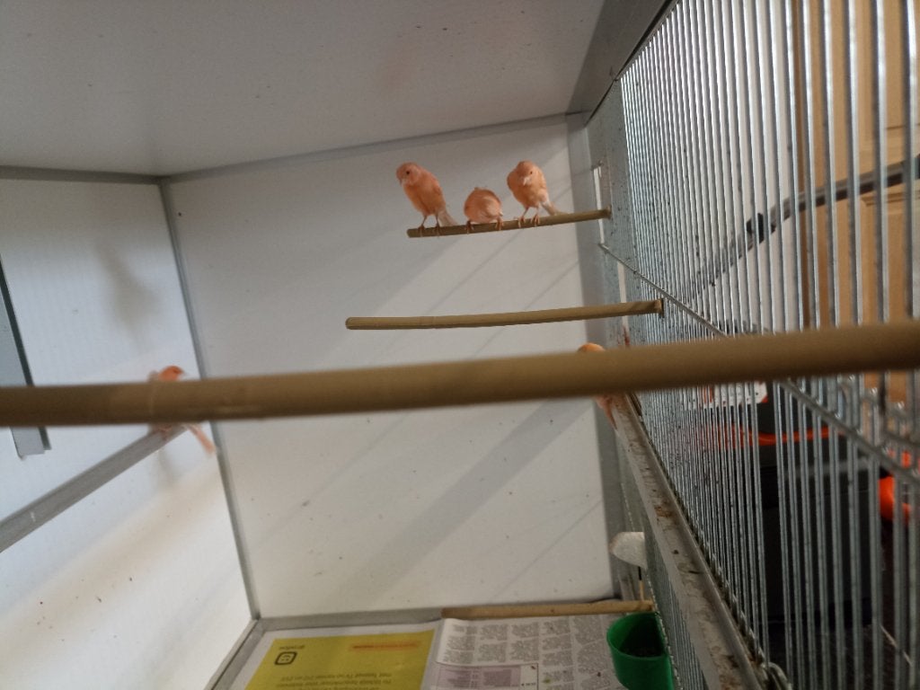 Rode kanarie, Dieren en Toebehoren
