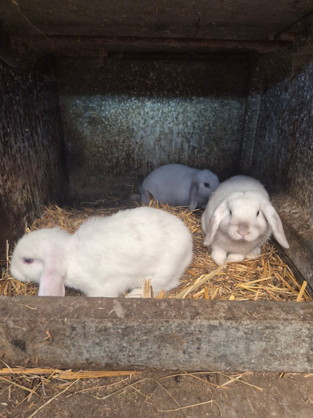 3 voedsters Nederlandse hangoor, Dieren en Toebehoren, Konijnen, Hangoor