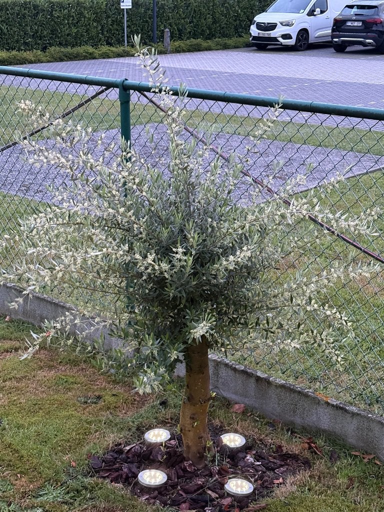 Olijfbomen en palmboom, Jardin & Terrasse, Plantes | Arbres, Enlèvement, Palmier