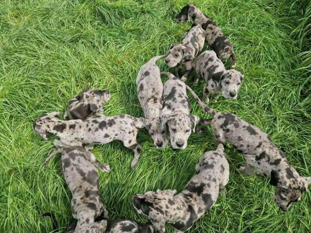duitse dog pups grijstijger, Dieren en Toebehoren, Parvo, België, Overige rassen, 8 tot 15 weken