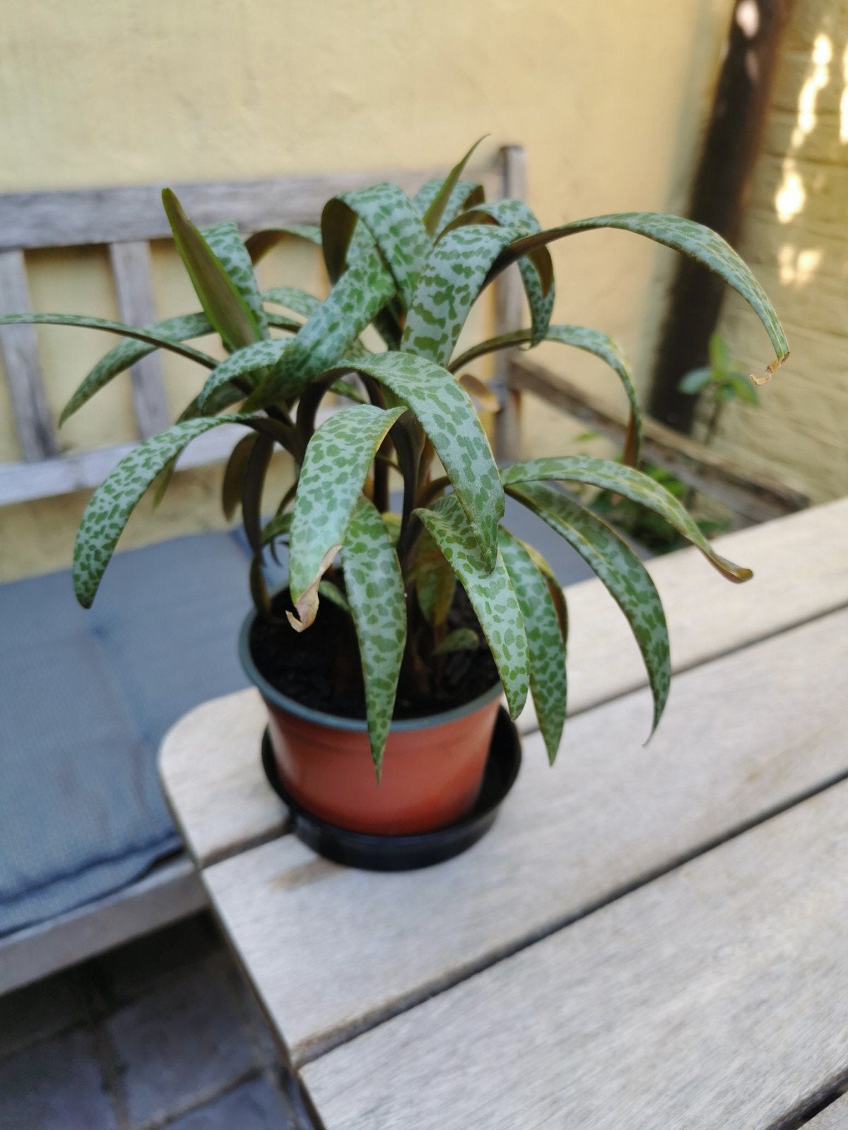 Ledebouria socialis gezonde plant, Ophalen