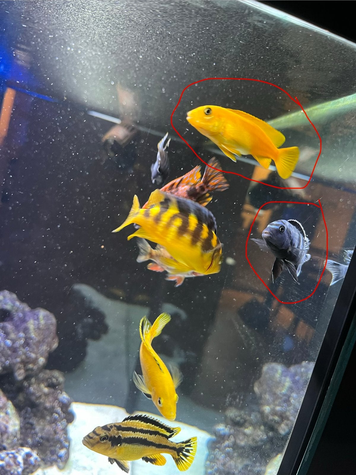 25 jonge Pseudotropheus saulosi – Malawi-cichliden, Animaux & Accessoires, Poisson, Poisson d'eau douce