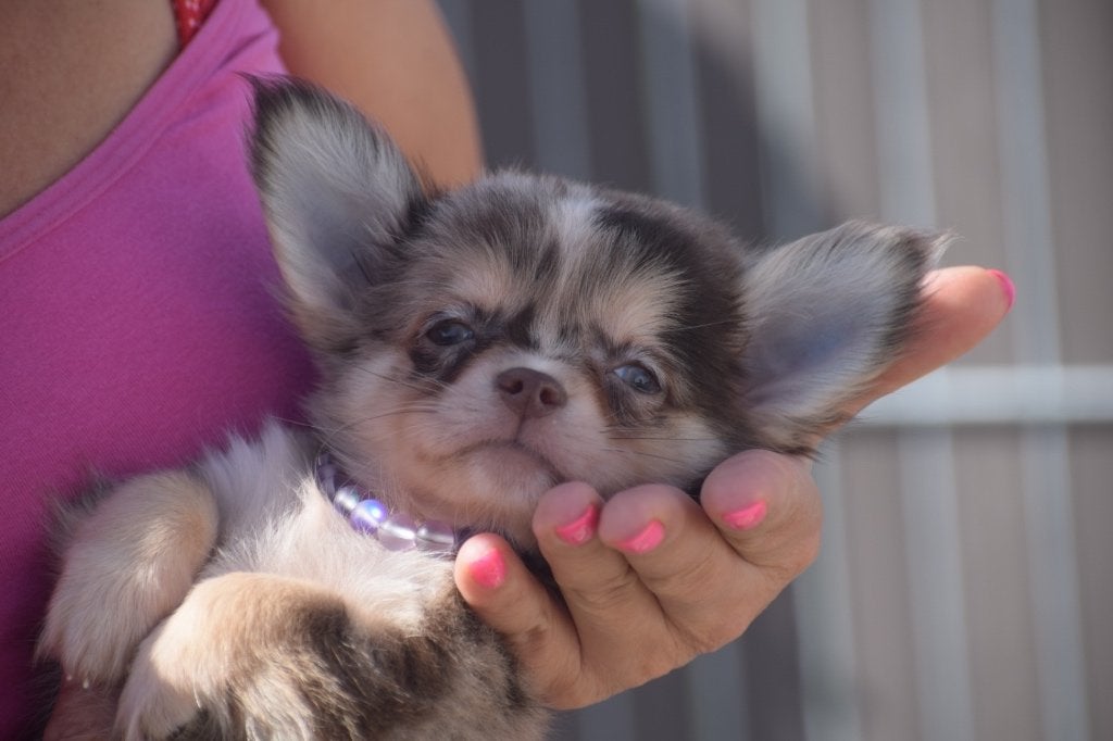 Chiots chihuahua, nouvelles portées, 15 semaines à 1 an, Plusieurs animaux, Éleveur | Professionnel, Plusieurs