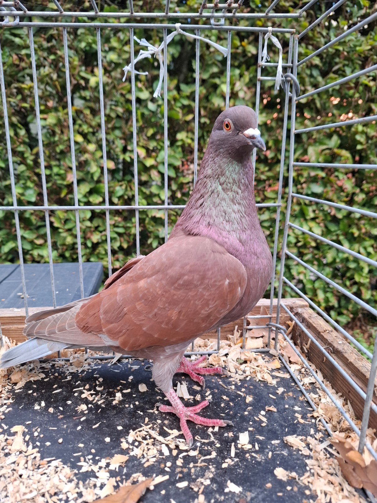 Kleurpostduif, Dieren en Toebehoren, Mannelijk, Postduif