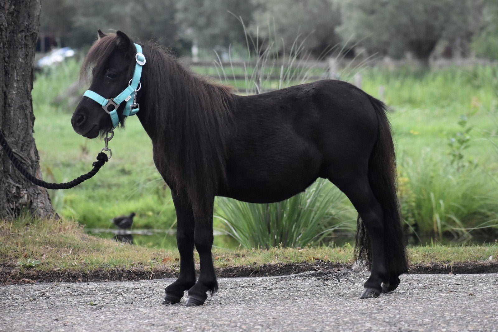 super leuke en makke  2.5 jarige shetlander ruin, Dieren en Toebehoren, Ruin