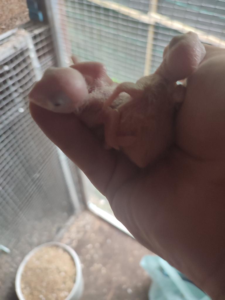 molinae au nids, Animaux & Accessoires, Sexe inconnu, Perroquet, Bagué