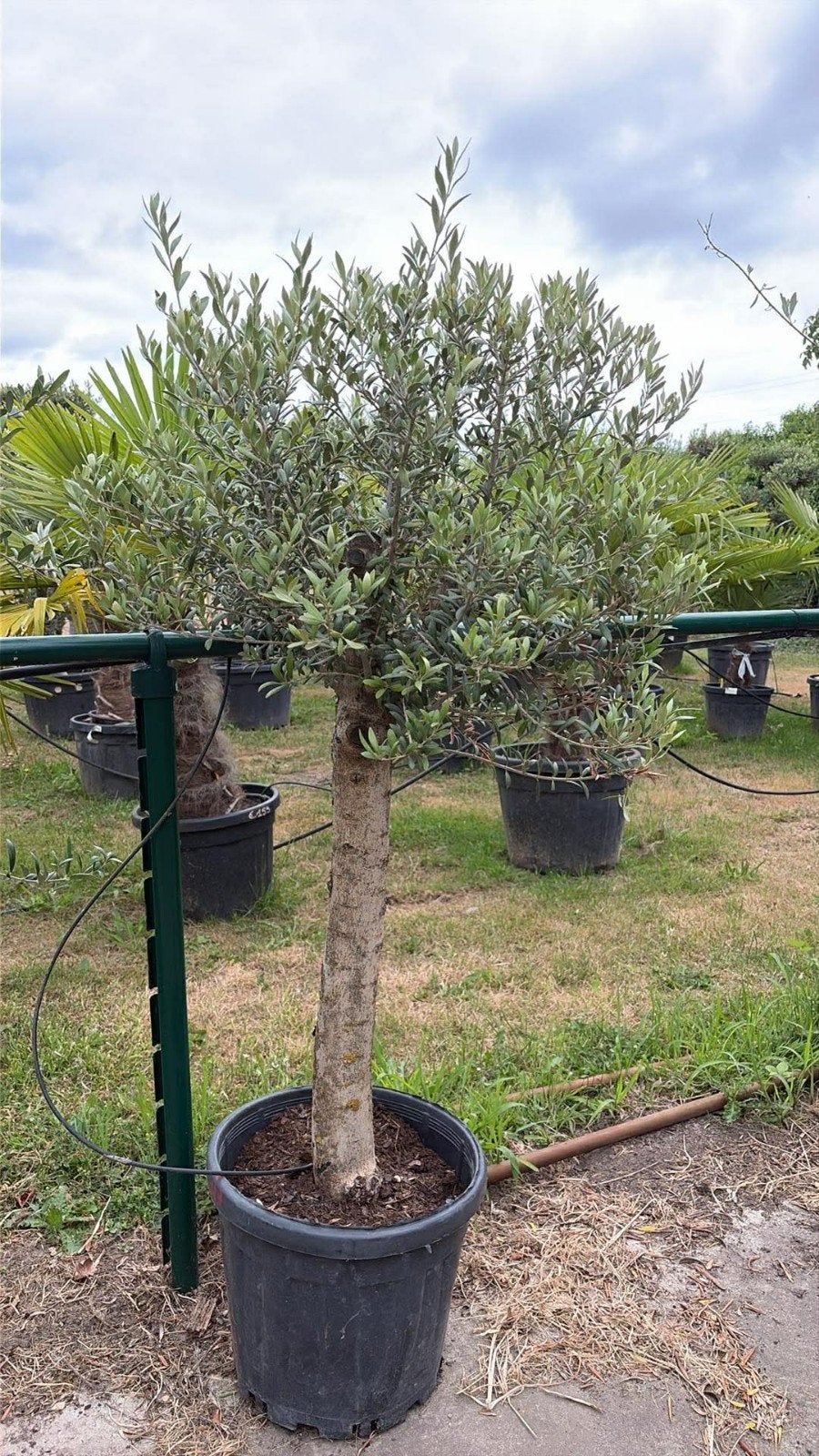 ‼️olijfbomen olea europaea aan onklopbare prijzen ‼️, Ophalen