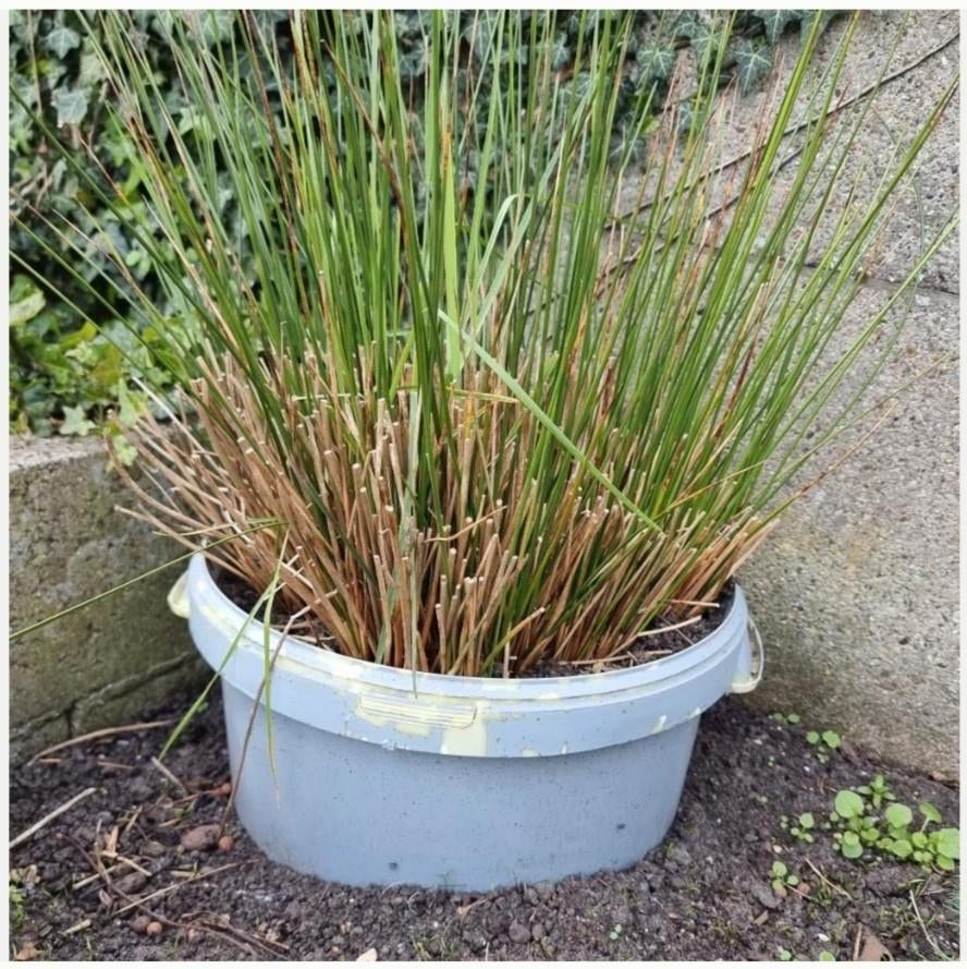 Grote meerjarige tuinplant Juncus effusus (zonder pot), Ophalen of Verzenden, Vaste plant