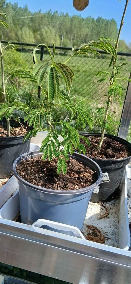 Albizia- Perzische slaapboom, Tuin en Terras, Planten | Bomen, Ophalen