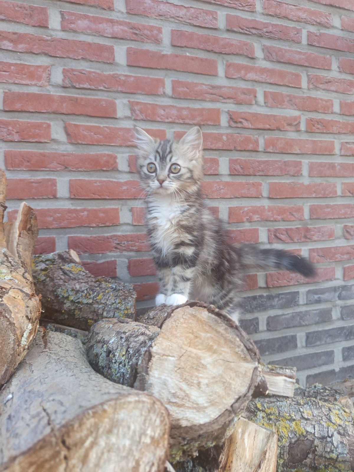 Kittens, Perzische Ragdoll, Dieren en Toebehoren, Katten en Kittens | Raskatten | Langhaar, Meerdere dieren, Gechipt, 0 tot 2 jaar