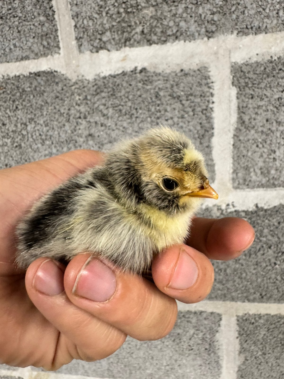 Sierkippen kuikentjes beschikbaar, Dieren en Toebehoren, Geslacht onbekend, Kip