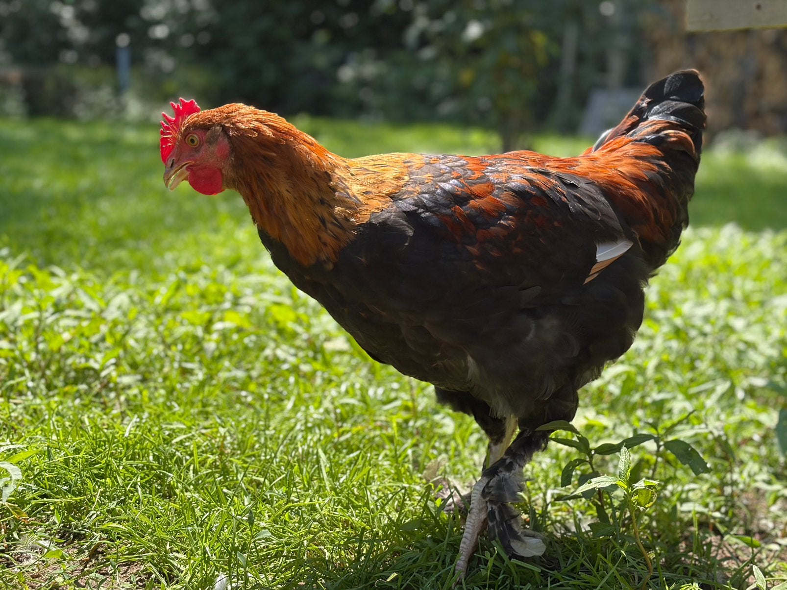 Coq de race pure Marans noir Copperneck 13 semaines, Mâle, Poule ou poulet