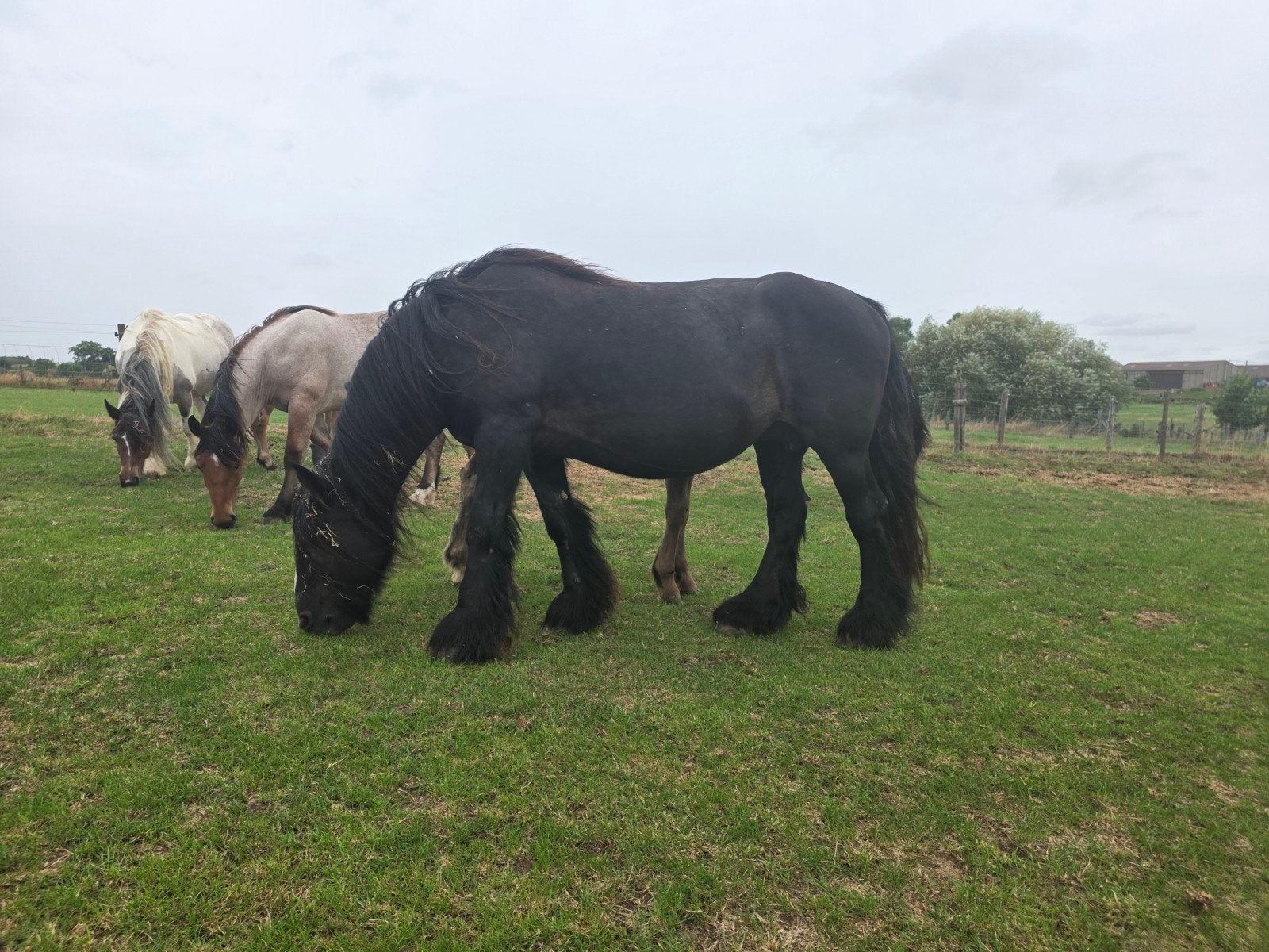 Drachtige tinker merrie met veulen, Animaux & Accessoires, Chevaux, Avec puce électronique, 11 ans ou plus, Moins de 160 cm, Non dressé