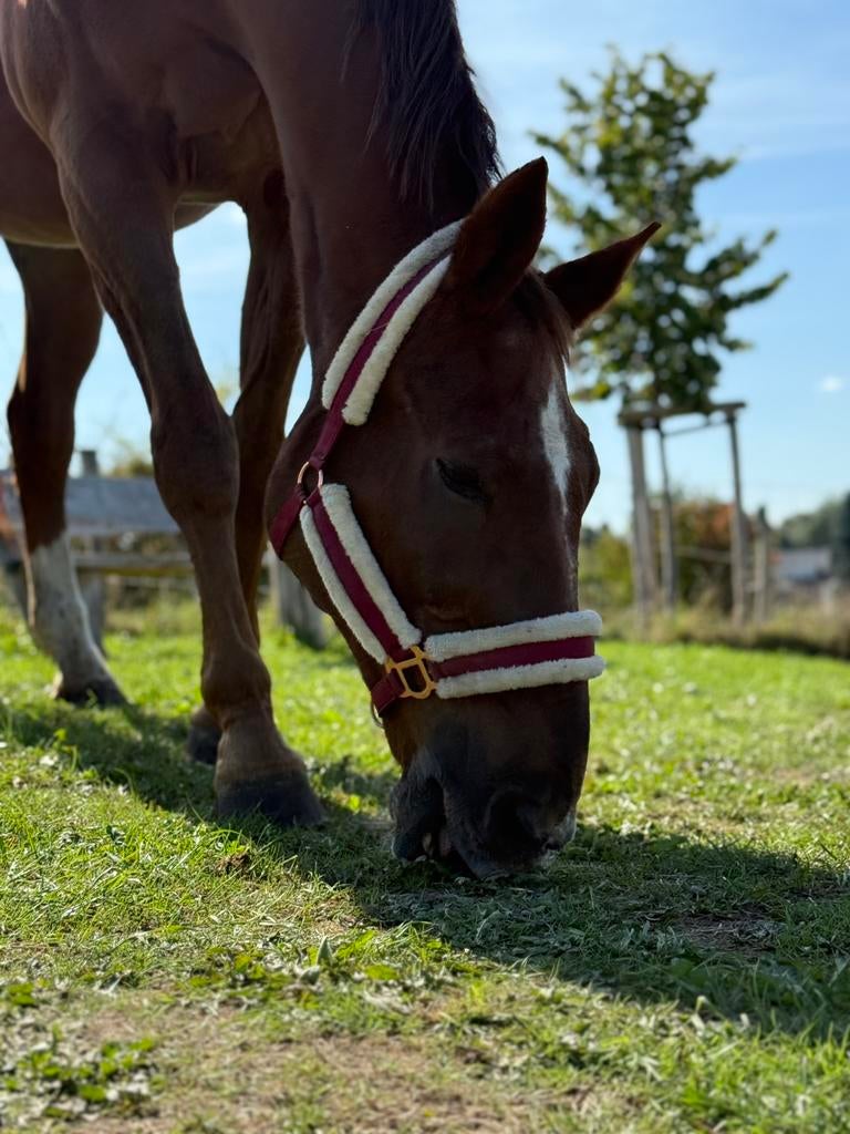 Lief weidemaatje/recreatiepaard/coachingpaard/therapiepaard, Dieren en Toebehoren, Paarden, Ruin, Niet van toepassing, 165 tot 170 cm