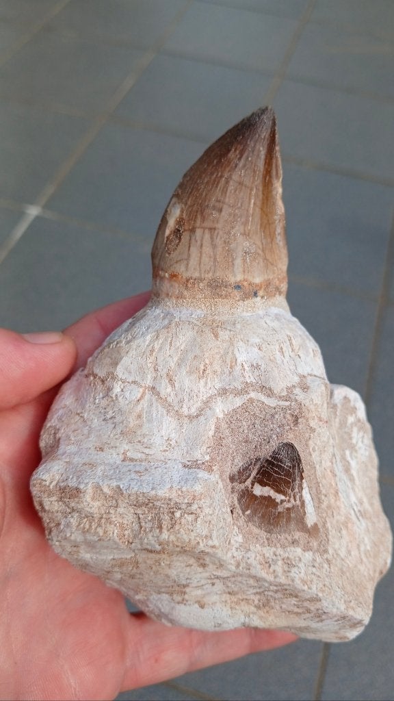Mosasaurus kaak uit Marokko dinosaurus fossiel, Verzamelen, Ophalen of Verzenden, Fossiel