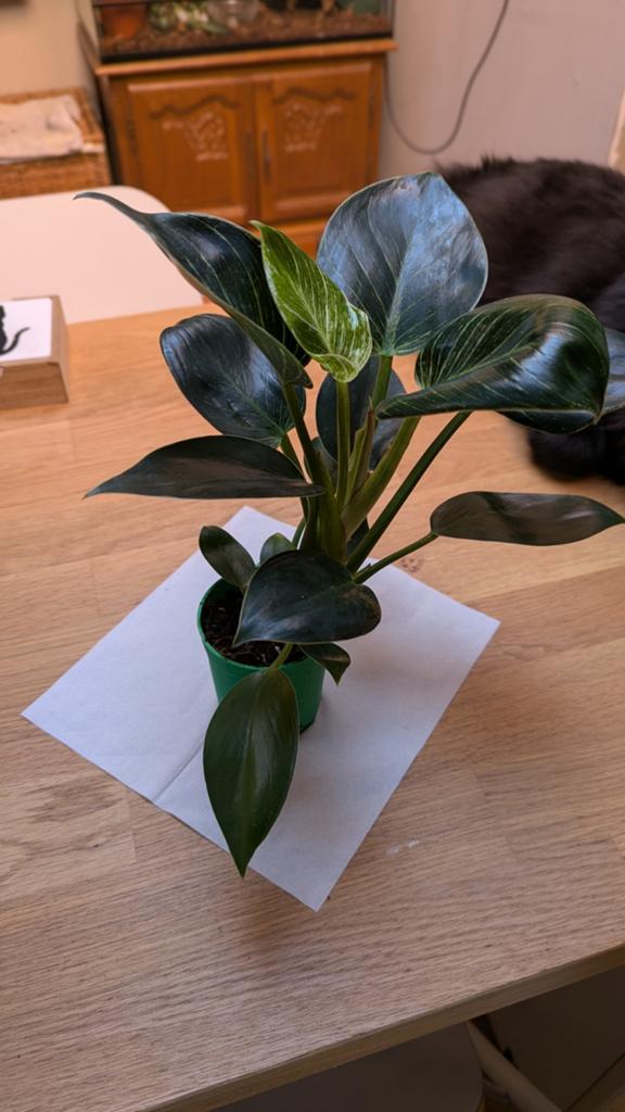 Philodendron birkin / white wave, Autres espèces, Moins de 100 cm, Plante verte, Plein soleil