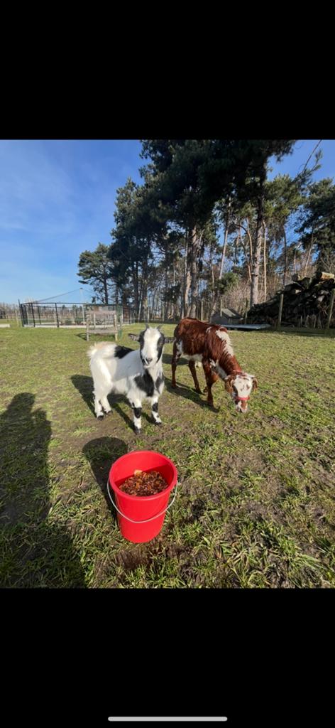 Dwergkoe minikoe zeboe, Dieren en Toebehoren