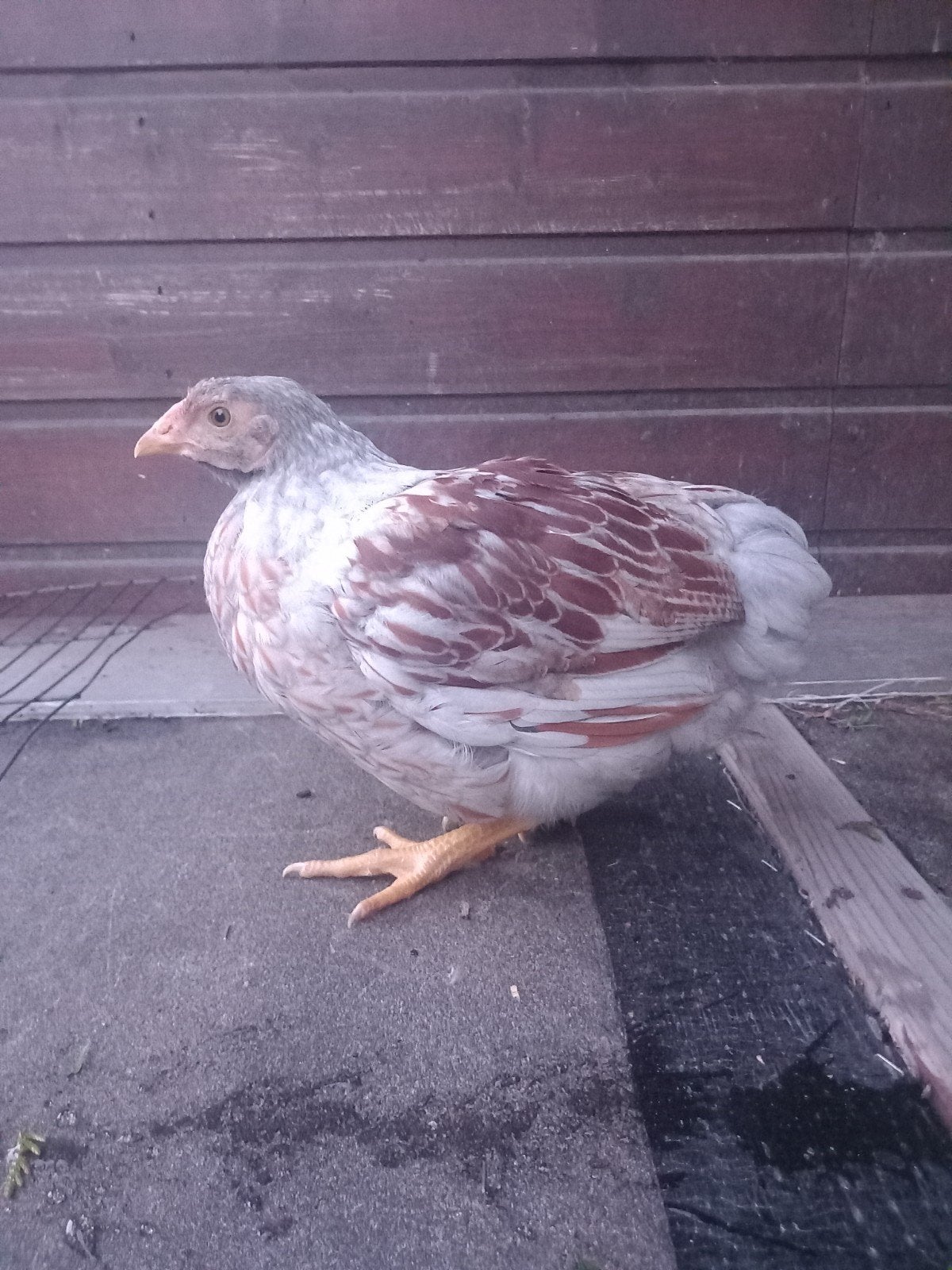 Wyandotte goudwit gezoomd, Dieren en Toebehoren, Pluimvee
