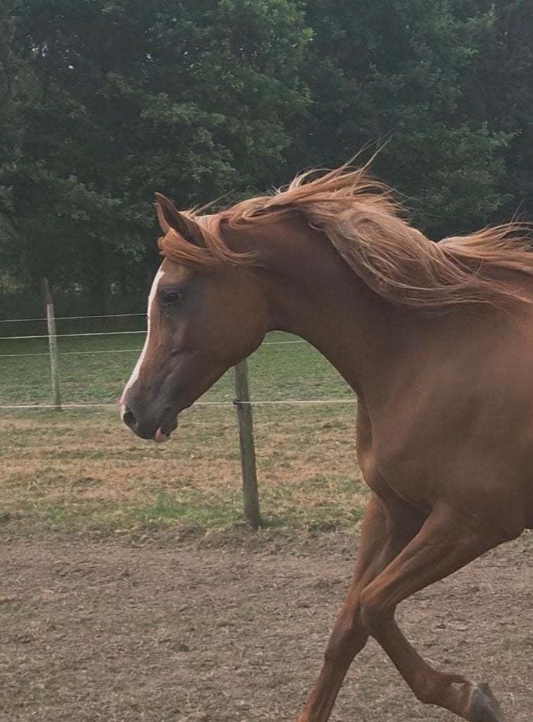Lieve merrie, Jument, Avec pedigree