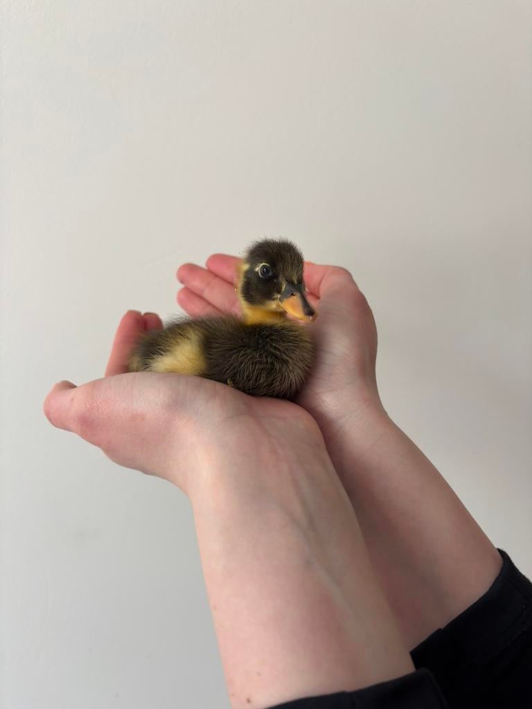 Indische loopeend kuikens, Animaux & Accessoires, Volatiles, Sexe inconnu, Canard