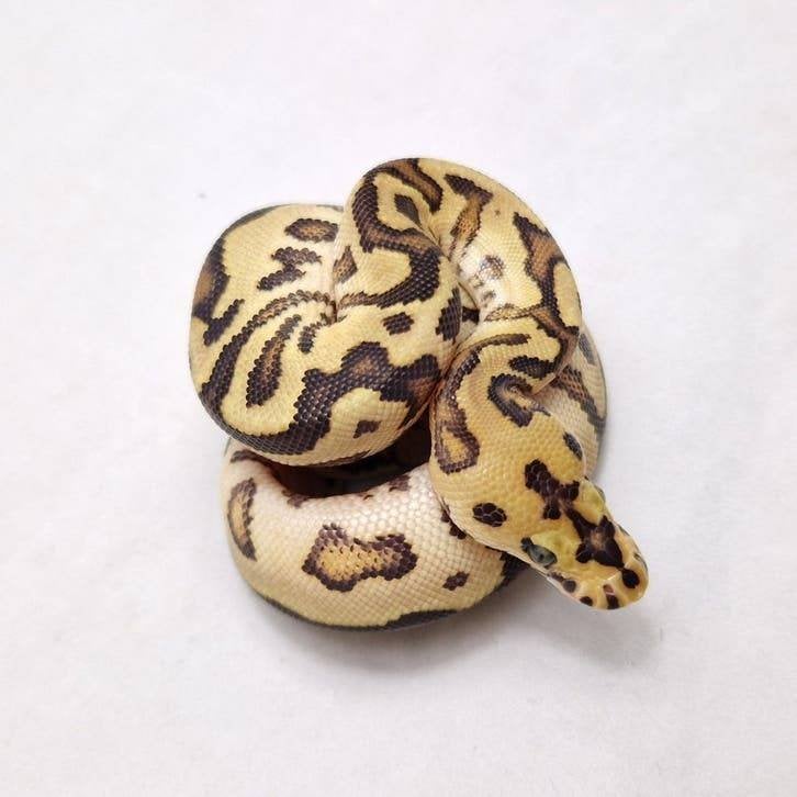 Fire Spotnose Clown koningspython man, Animaux & Accessoires, Reptiles & Amphibiens, Serpent, Domestique, 0 à 2 ans