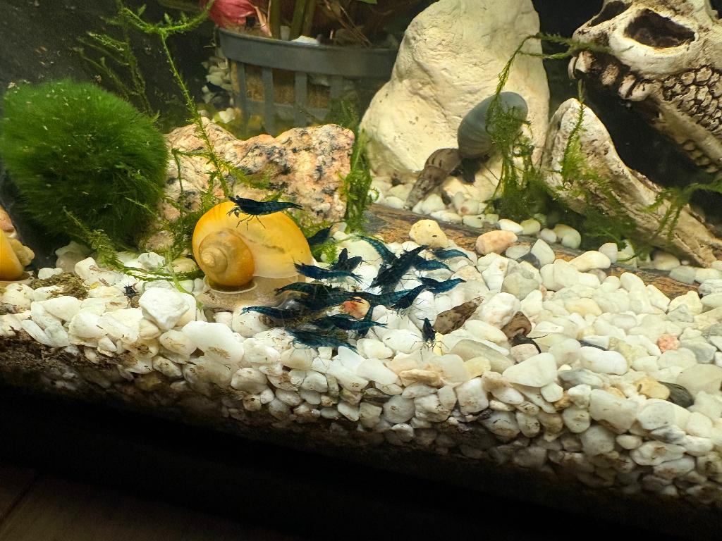 Neocardina blue dream garnalen, Kreeft, Krab of Garnaal, Zoetwatervis, Schoolvis
