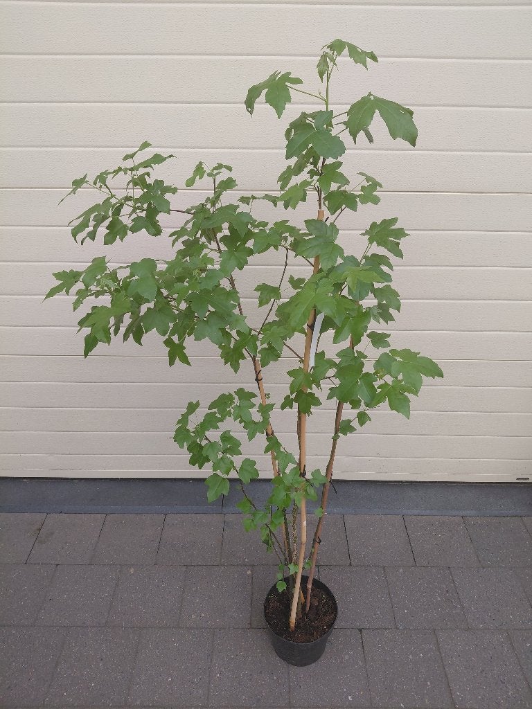 Liquidambar Styraciflua, Tuin en Terras, Ophalen, Halfschaduw