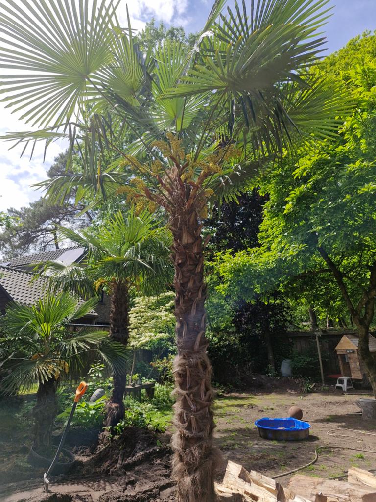 Trachycarpus Fortunei, Tuin en Terras, Bloembollen en Zaden, Ophalen