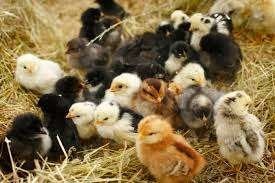 poussins d'un jour pondent oeufs coloré pour le 22 septembre, Femelle, Poule ou poulet