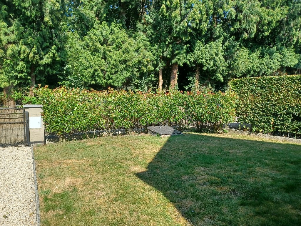 planten, Tuin en Terras, Ophalen, Vaste plant, Overige soorten, Halfschaduw