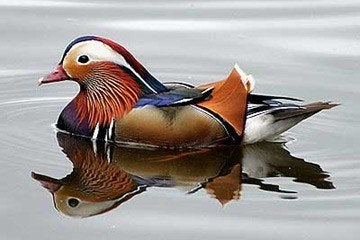 Siereenden - mandarijneend, Plusieurs animaux, Canard
