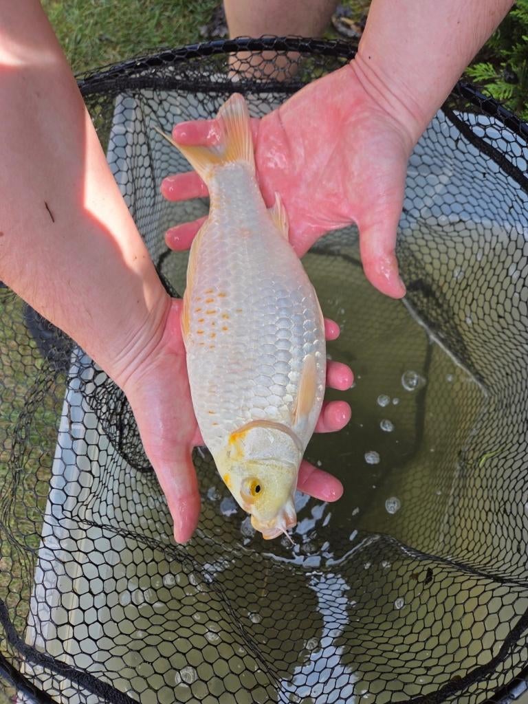 Mooie koi 32 cm - eigen kweek
