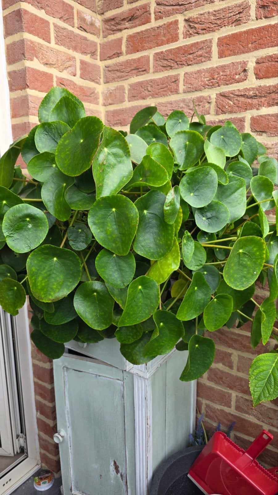 Pannenkoekenplant, Huis en Inrichting, Ophalen, Overige soorten, Halfschaduw, In pot