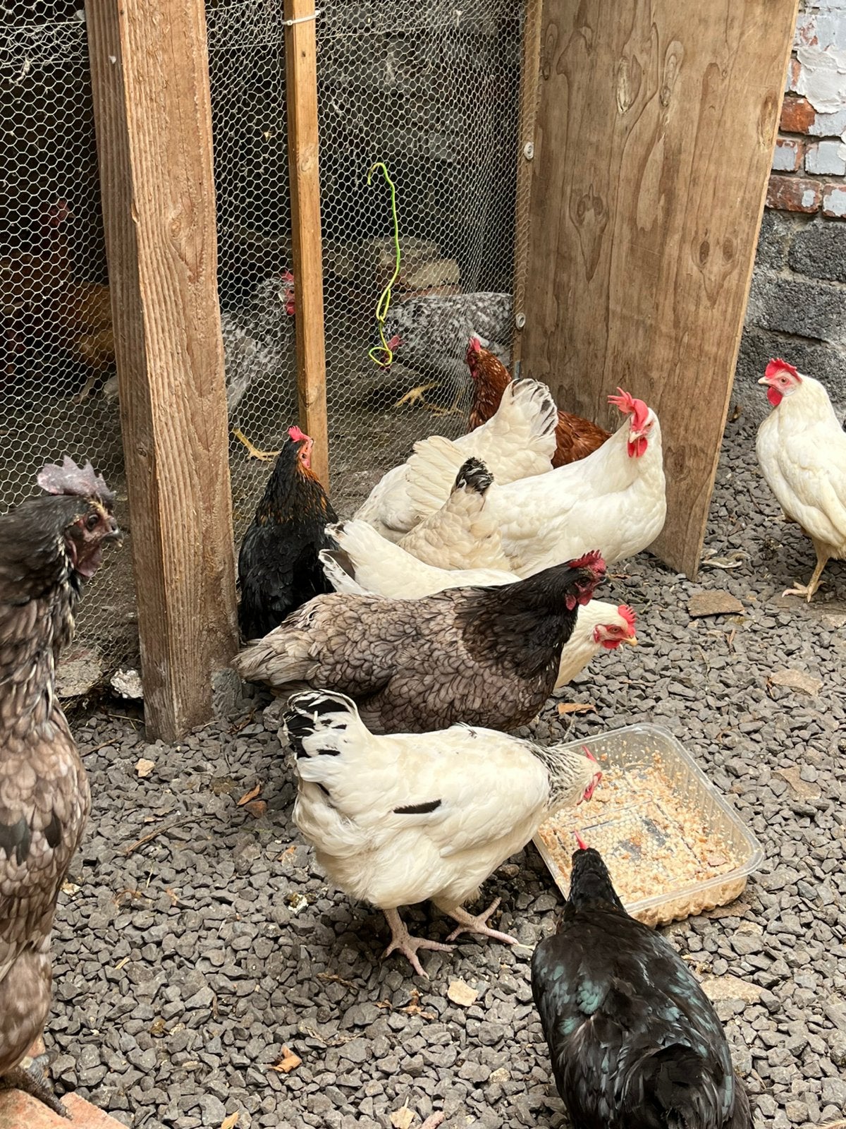 Poules pondeuses, Femelle, Poule ou poulet