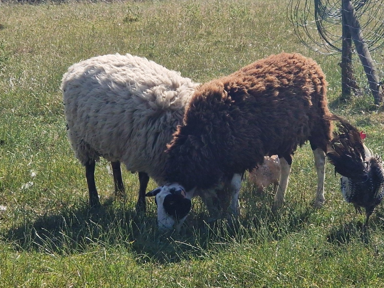 Schapen, Animaux & Accessoires