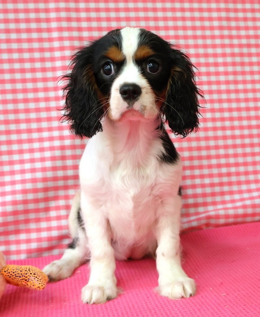 Chiot Cavalier King Charles super mignon !, 15 semaines à 1 an, Étranger, Hépatite contagieuse (maladie de Rubarth), Chienne