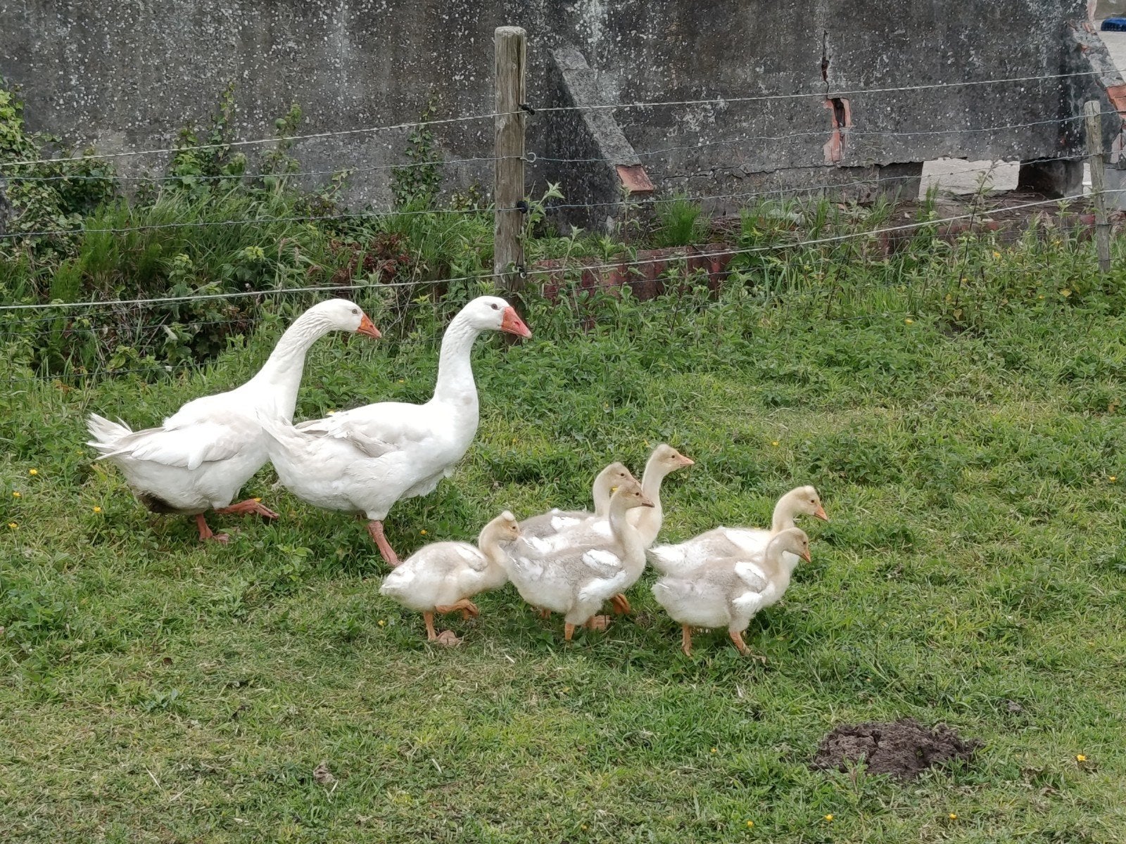 mannelijke gans, Animaux & Accessoires, Volatiles