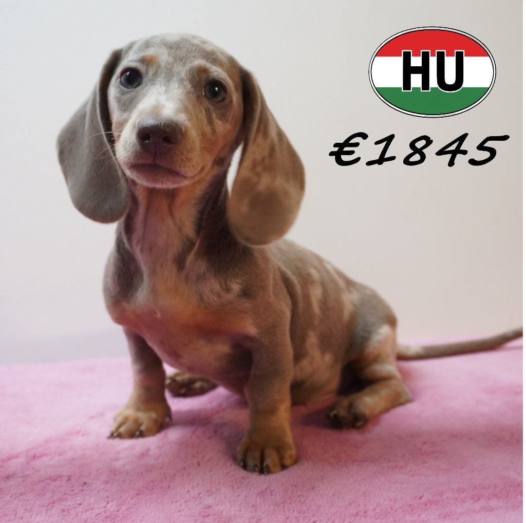 chiots Teckel à poil court super mignons à vendre, 15 semaines à 1 an, Poils courts, Hépatite contagieuse (maladie de Rubarth)