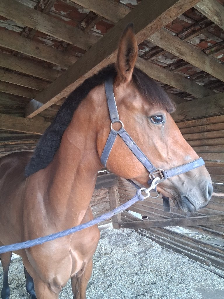 Hengst Crunch3 X Canterburry., Dieren en Toebehoren, Minder dan 160 cm, Met stamboom, 0 tot 2 jaar, Hengst